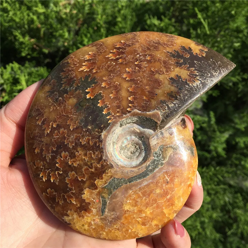 Красивый настоящий аммонит Fossil Madagascar Shell Fossil Specimen хороший подарок для каменной коллекции