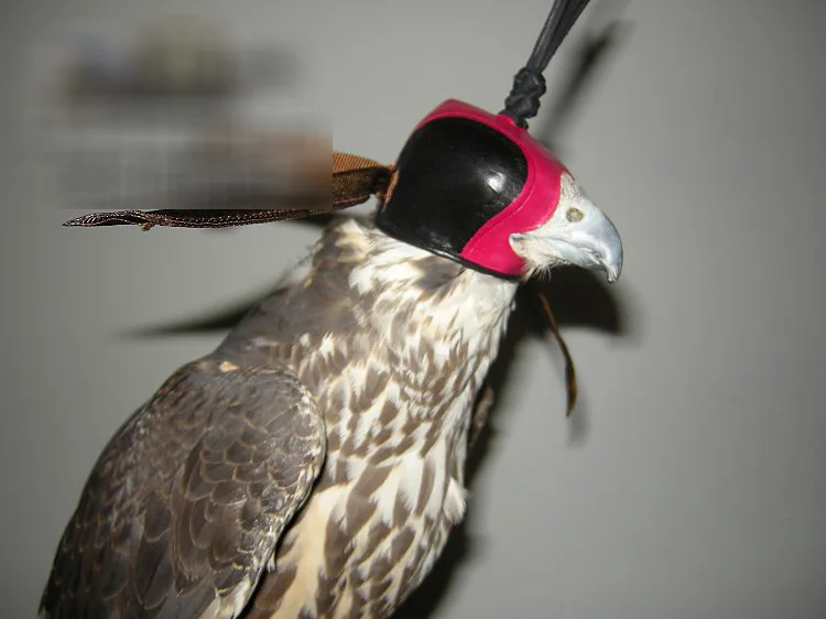

Головной убор в голландском стиле, повязка на глаза, глаза, мигалки, Falconry, Тактическая Охота, Falco Hawk, черная ушастая Кепка с крылышками