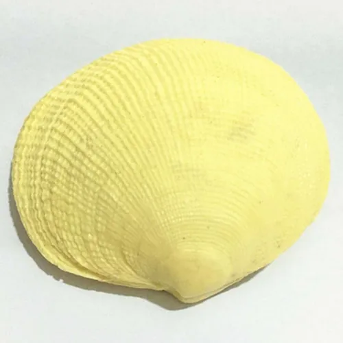 

C411 shells handmade soap soap mold silicone mold mold
