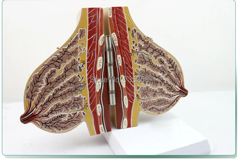 Lactating Breasts Anatomical Model Female Breast Anatomy Teaching | Канцтовары для офиса и дома