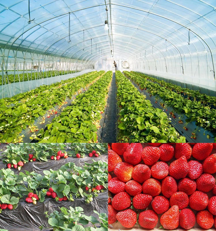 USDA и EC сертифицированный органический порошок клубничного сока