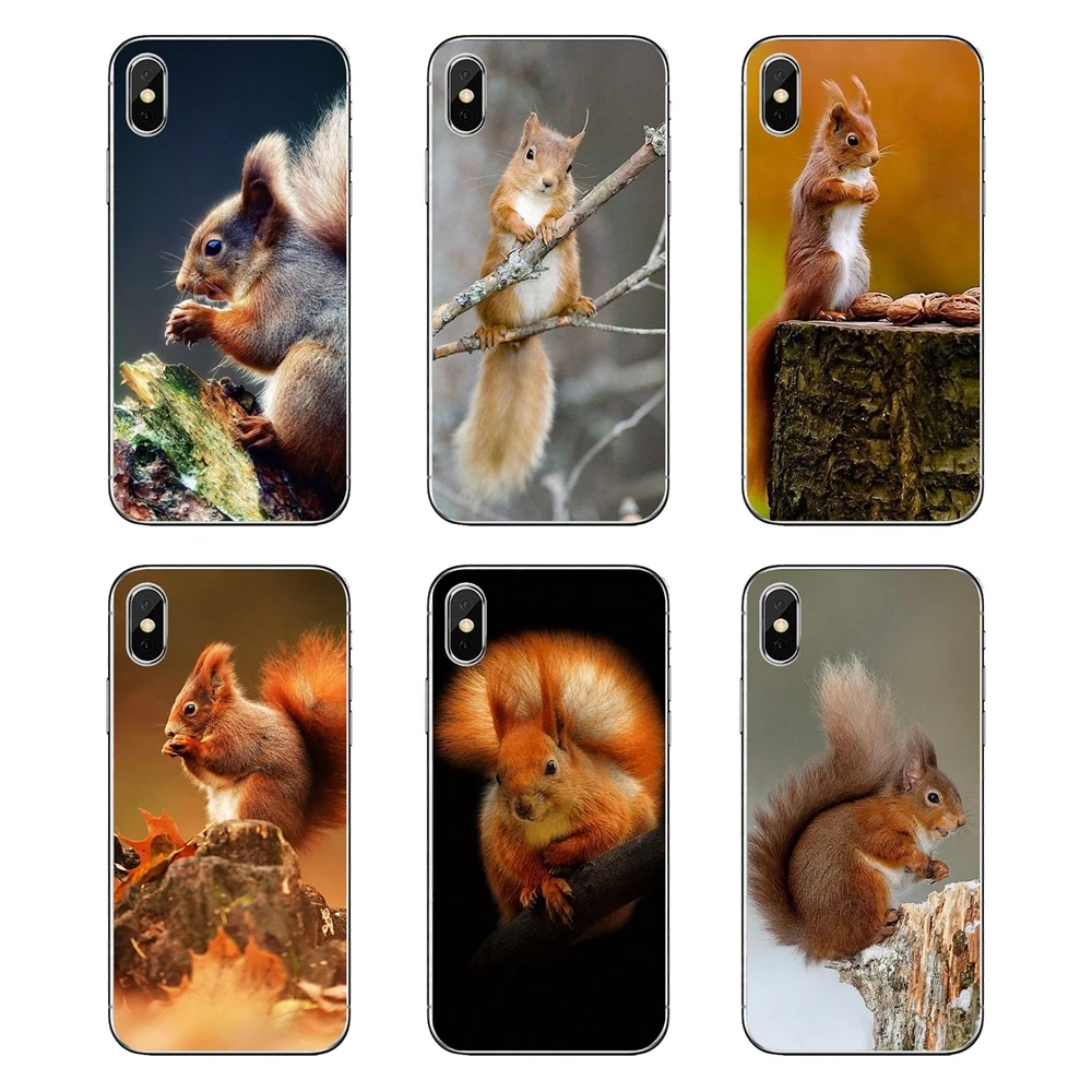Мягкий прозрачный чехол для iPod Touch iPhone 4 4S 5 5S 5C SE 6 6S 7 8 X XR XS Plus MAX Red Squirrel Sciurus vulgaris |