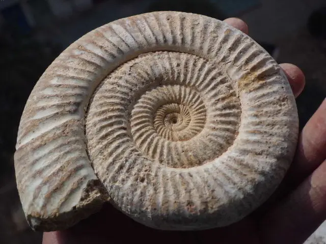 220 260g натуральная искусственная кожа Мадагаскар|ammonite|ammonite fossilammonite jewelry |