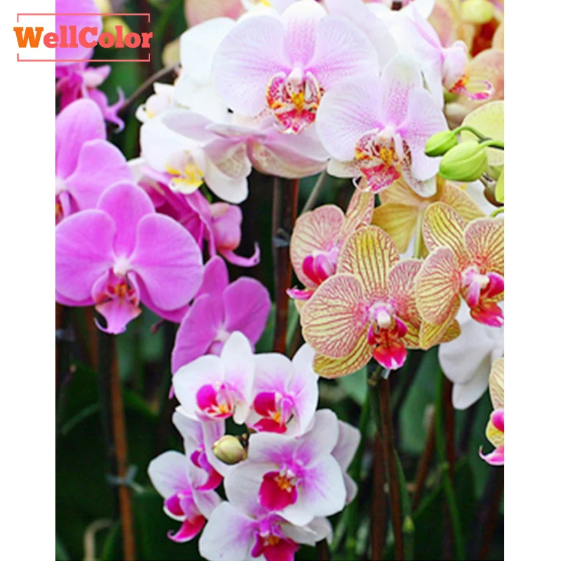 WELLCOLOR 5D DIY Алмазная вышивка крестиком цветы орхидеи наборы Алмазная Вышивка Узор Стразы 3d Мозаика рукоделие