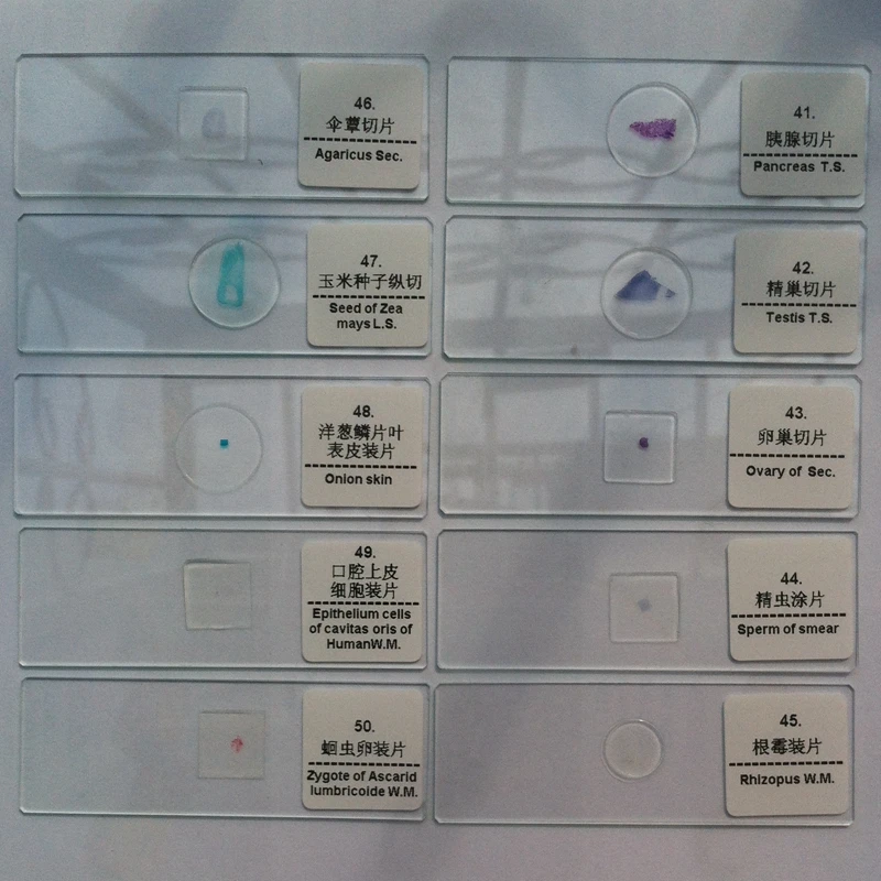 

50 PC/Box Professional Prepared Microscope Slides for Kids Children School Education