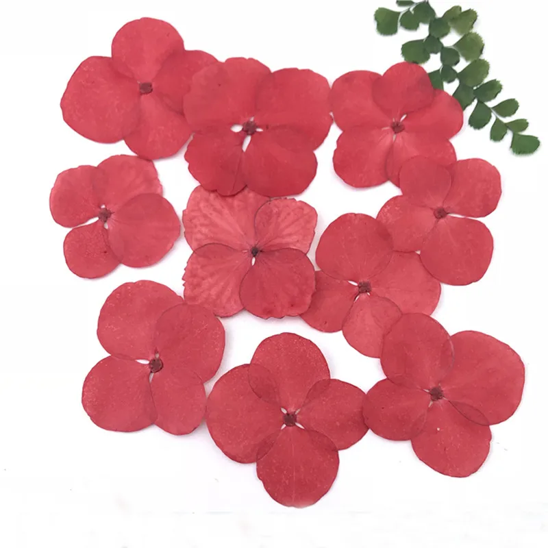 

Latest Blue Hydrangea Real Dried Flower For Christmas Decoration Gift Card Free Shipment 120 Pcs