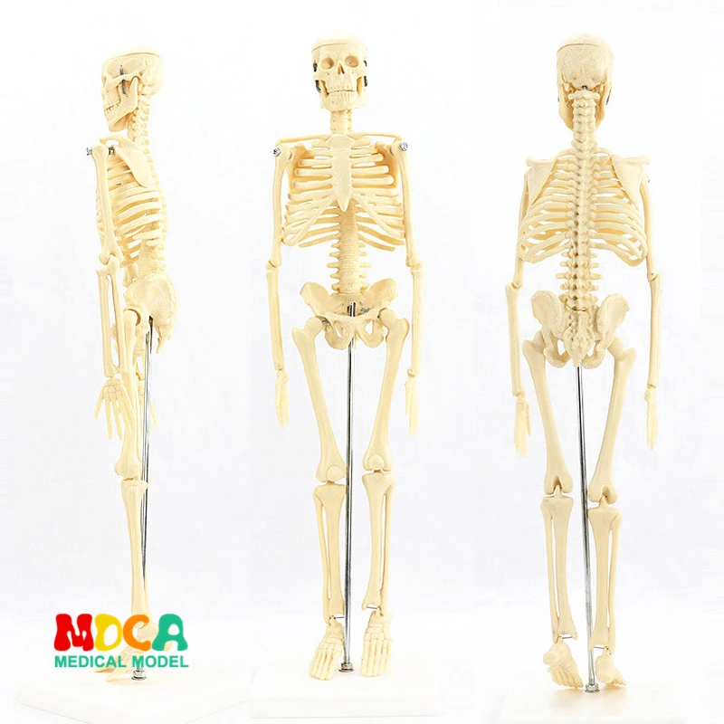 

Medical standard for fine arts and medicine 45CM skeleton model of human .skeleton model MGG101