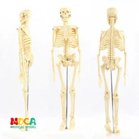 medical standard for fine arts and medicine 45cm skeleton model of human skeleton model mgg101