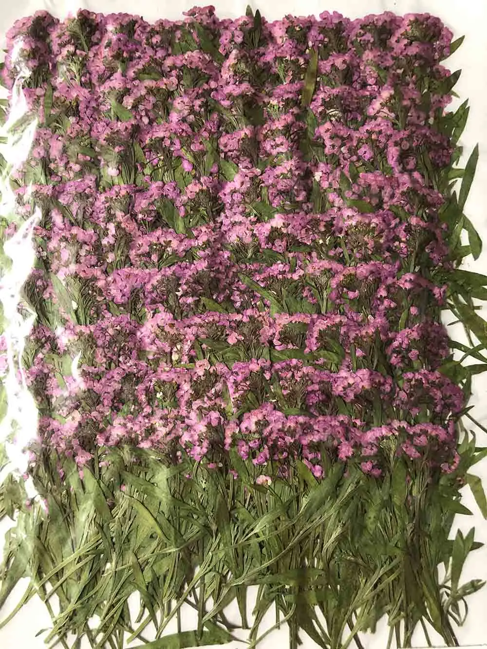 

500pcs Pressed Dried Purple Lobularia Maritima FlowerPlant Herbarium Jewelry Postcard Bookmark Phone Case Invitation Card DIY