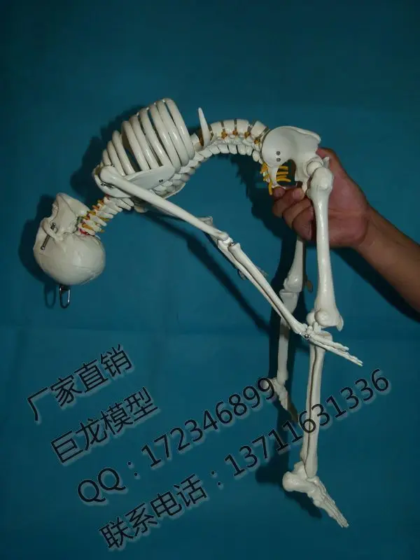 Ossuary модель человеческого скелета тела 85 см скелета|skeleton models for kids|modeling wiremodel hot air
