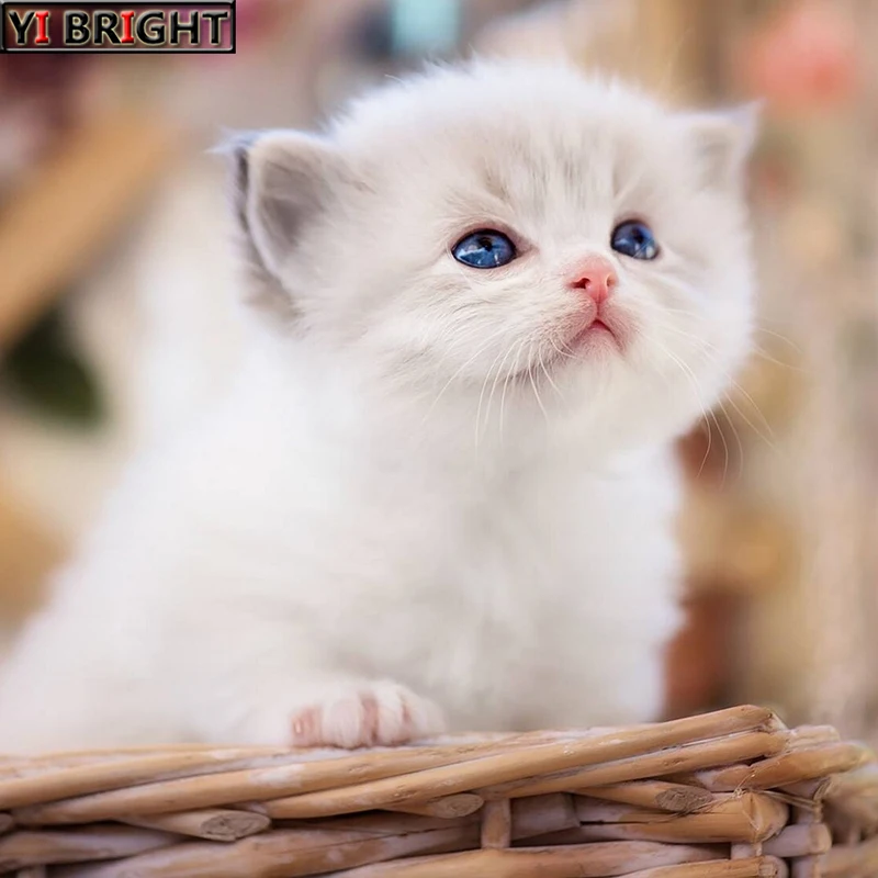 Алмазная вышивка сделай сам картина с животными милая котята крестиком мозаика
