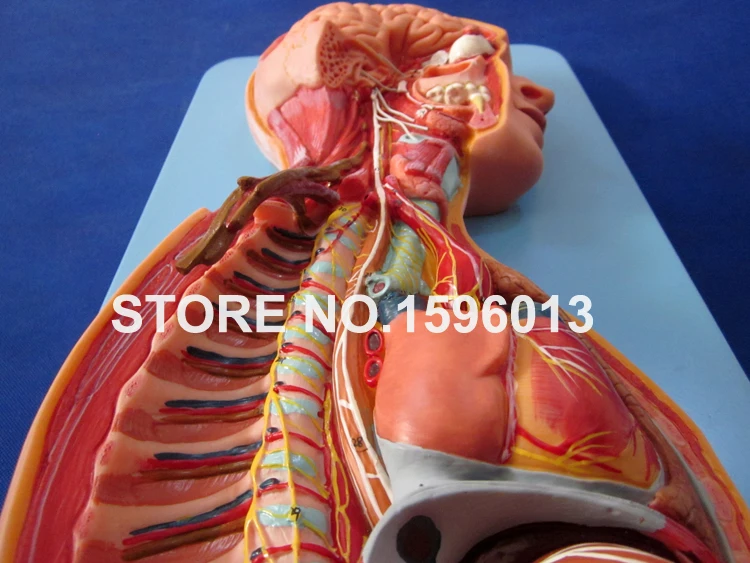 Горячая симпатическая модель нервной системы человека анатомическая |