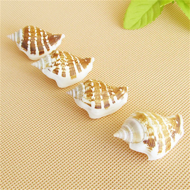 Ракушки морские 3-5 см 10 шт.