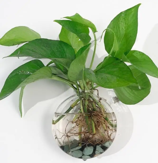 15cm pot Украшение дома подвесные прозрачные растения Цветочный горшок настенные подвесные вазы крепление Пузырь аквариум миска аквариум - Цвет: 15cm pot