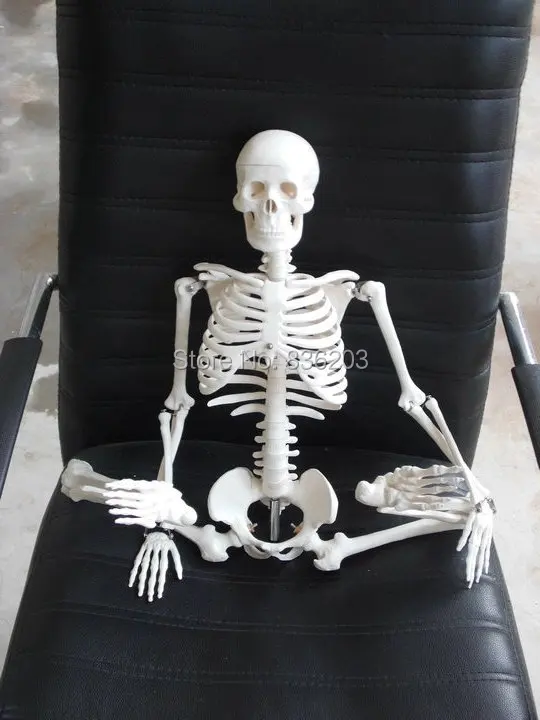Скелет человека анатомический размер 85 см 33 5 дюйма Размер|human skeleton anatomical model|model