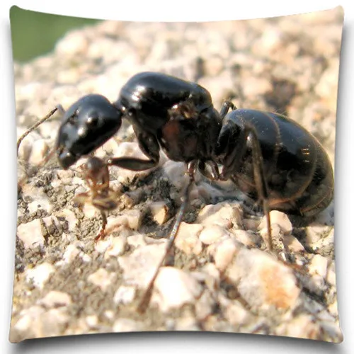 Декоративный чехол с изображением животных черного муравья пчелы |