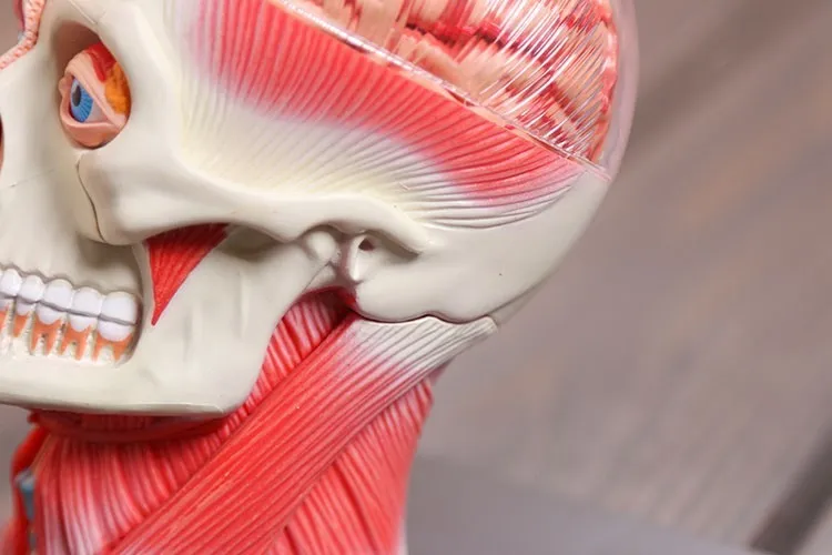 3d модель головы мышечная и нервная сборка системы анатомии человека|human system|anatomy