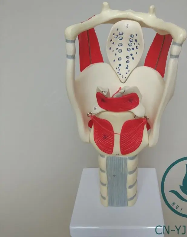 

Hot Structure and Function of Larynx Model,Human Anatomical Larynx model