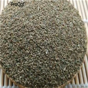 Cnidium monnieri Ngrise 50 gram набор acantopanax Benzoin Cnidium Coydalis Curcuma cynancum Cyperus Dioscorea eupatrium Gynostemma Lysimachia - Цвет: Cnidium monnieri