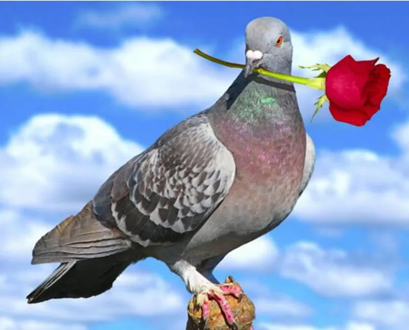 

diy 5d diamond painting animal square rhinestones diamond embroidery pigeons and flower cross stitch mosaic pattern full drill