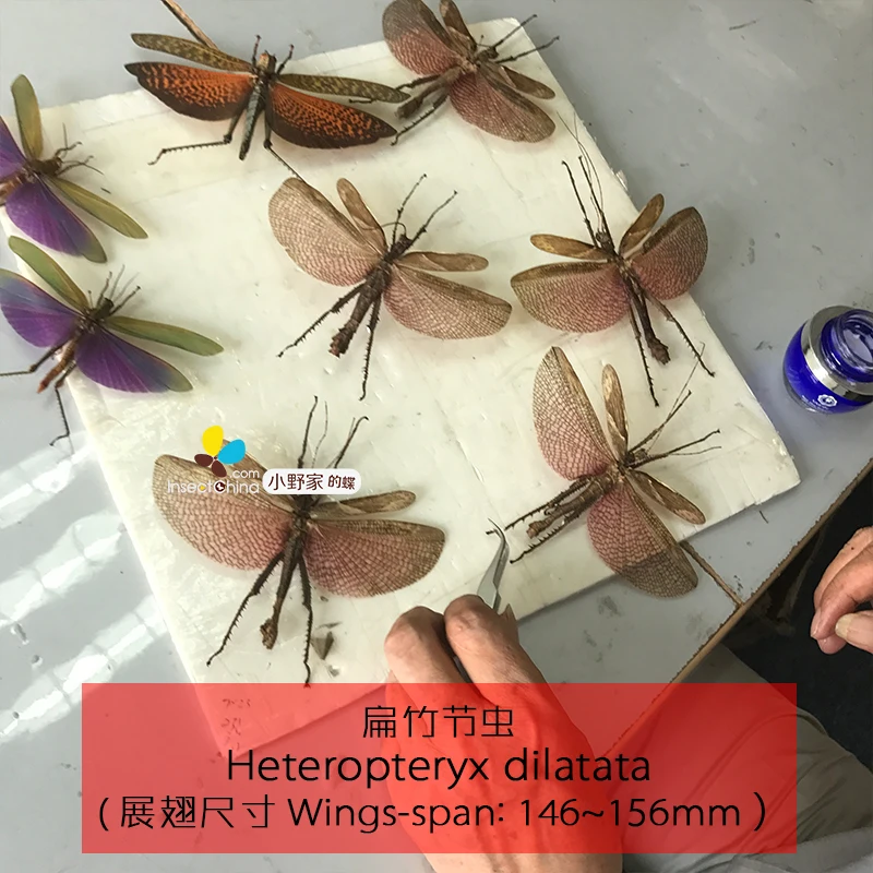 Heteropteryx dilatata замкнутый мужчины|Статуэтки и миниатюры| |