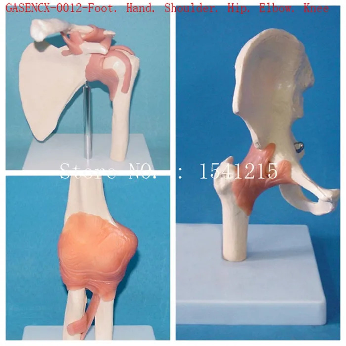 Стопа. Рука. Плечо. Бедра. Локоть. Коленный корпус модель сустава кости скелет