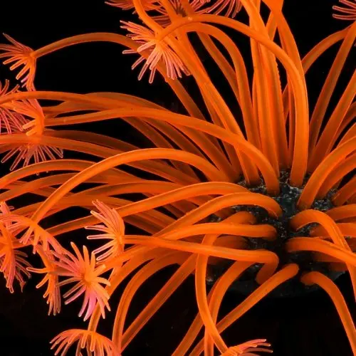 Коралловые искусственные аквариумные растения украшение для аквариума 4 см | Дом