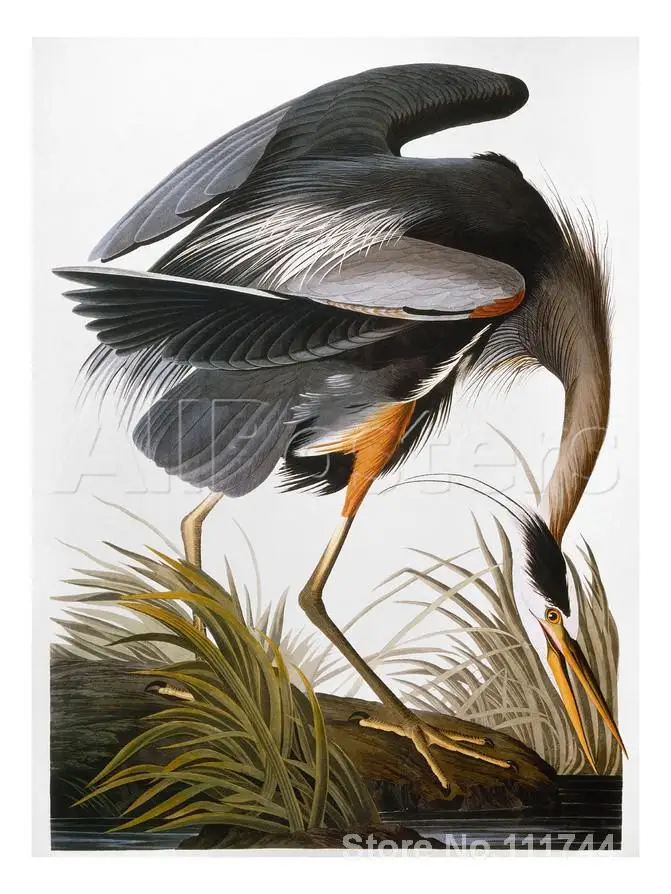 Картина с животными птицами Audubon Heron картина изображением персонажей из