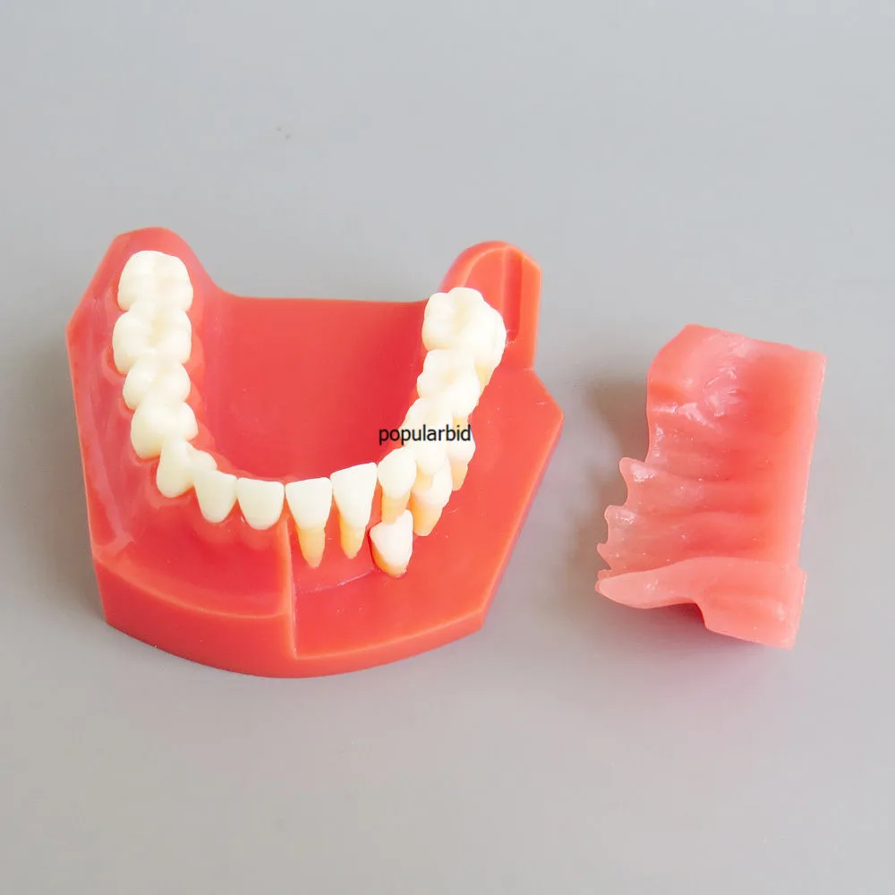 Альтернативная модель первичных зубов для детей 3-6 лет показывающая извержение и