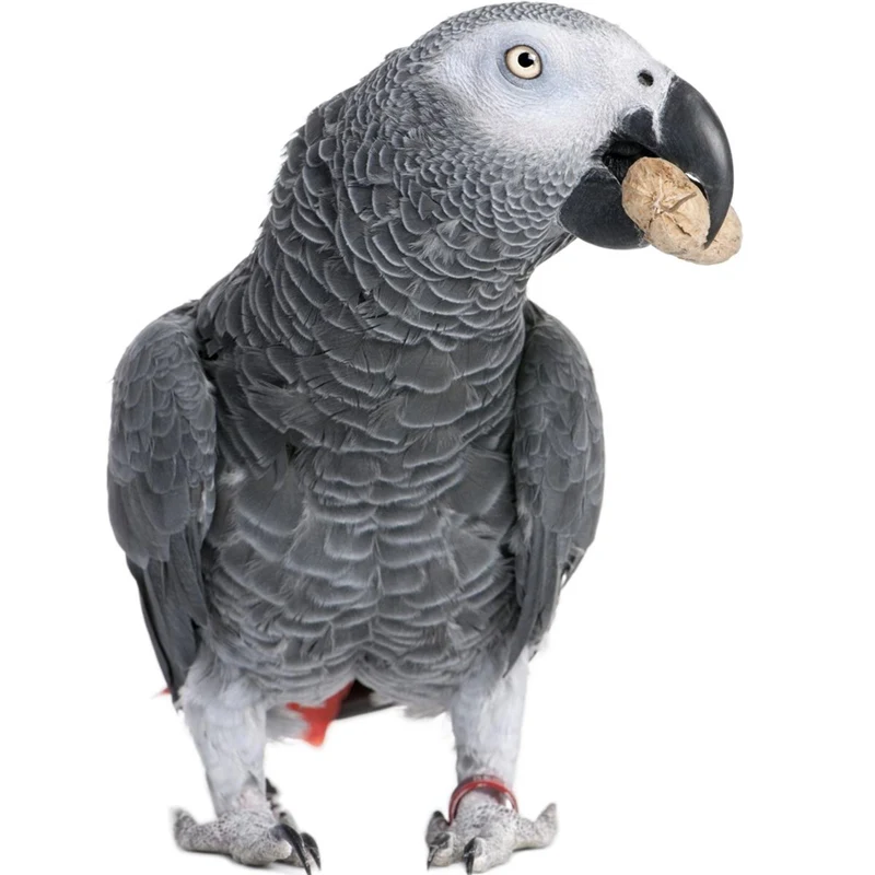 Grey Parrot Gingerain одежда с птицами попугай подгузник зеленый пуленепробиваемый жилет ручной изготовленный на заказ птица подгузник зеленый пуленепробиваемый жилет - Цвет: Grey Parrot