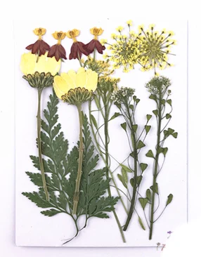 4.4 PipiFren прессованные цветы маленькие сушеные цветы для скрапбукинга сухие DIY консервированные Цветочные украшения для дома Mini bloemen flores secas - Цвет: 4.4