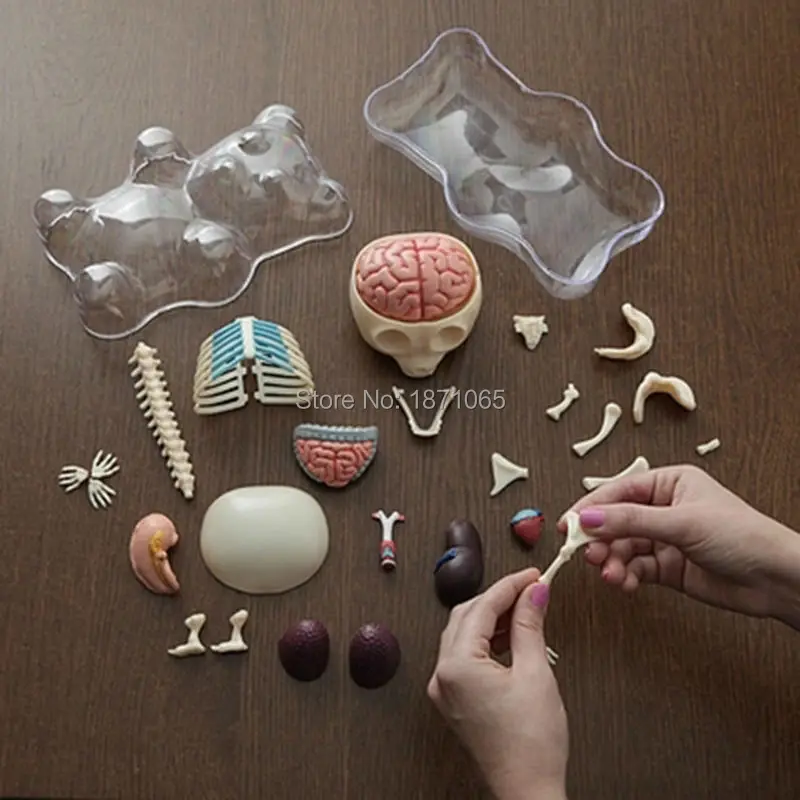 Наука игрушки 4DMASTER модель анатомирования для перспектива медведь скелет Аниме