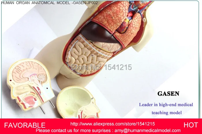 Анатомия анатомическая модель анатомии человека мышечная медицина медицинские