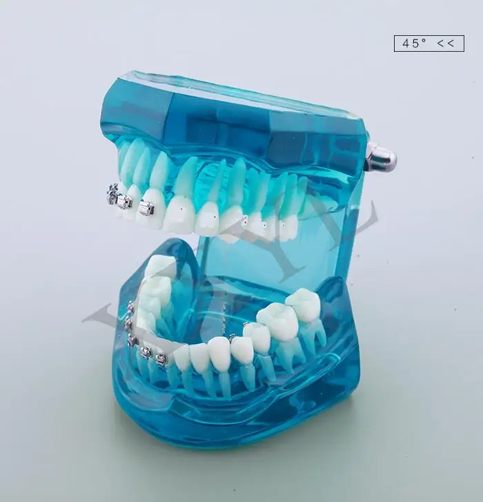 Стоматологическая лаборатория анатомическая Анатомия зубов обучение модель