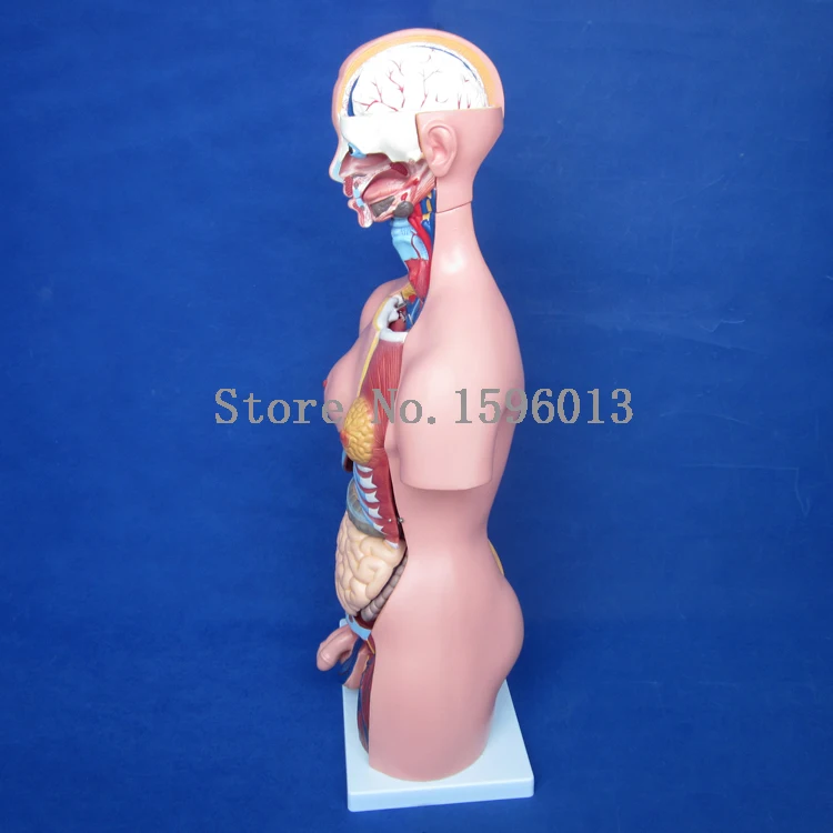 Торс унисекс 85 см с внутренними органы 23 части модель торса человека|parts diesel|parts