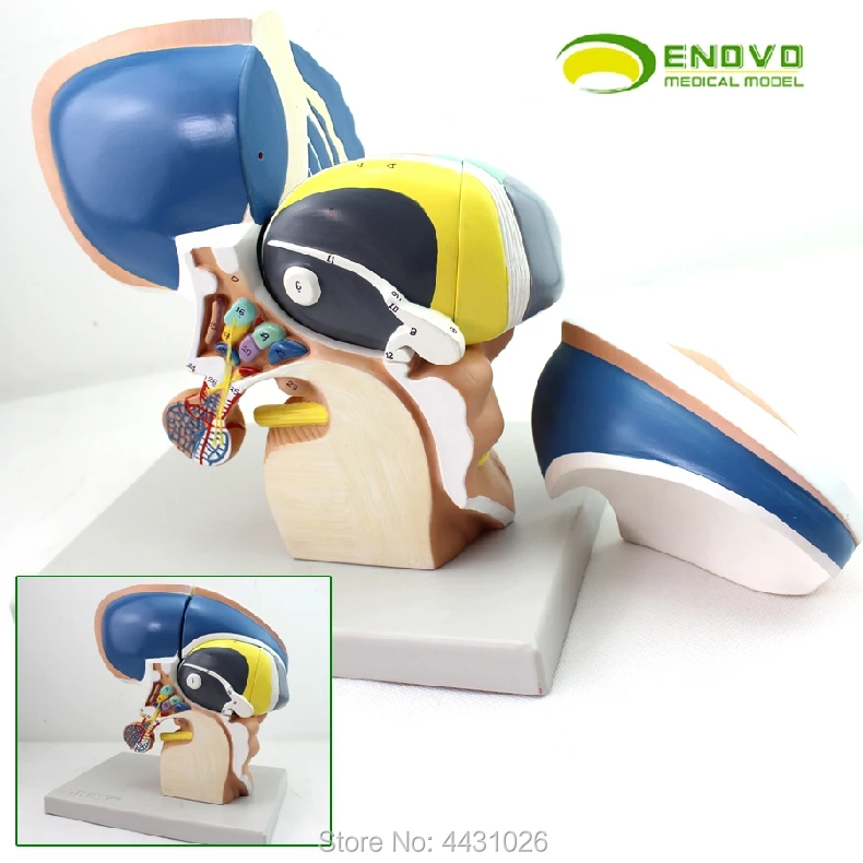 

ENOVO Brain model