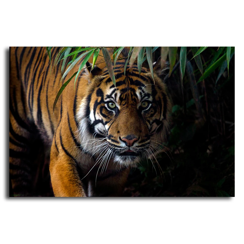 Печать красивых животных Sumatran красочный тигр на Prowl Printi холсте картина ДЕКОР