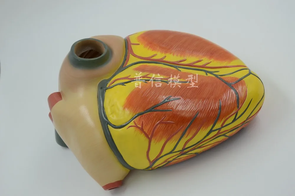 Модель анатомии человеческого сердца анатомия желудочка атрии Цветной Допплер