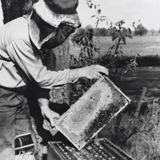 Пчеловод Холдинг соты плакат печать (18x24)|Таблички и знаки| |