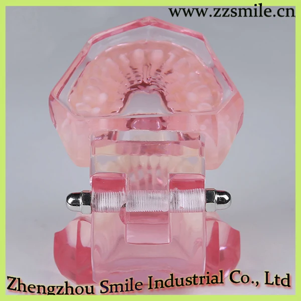 Фотообои с фонариком M3002|dental model study|model dentaldental orthodontics |