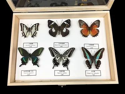Insect specimens Butterfly specimens Biological science instrument