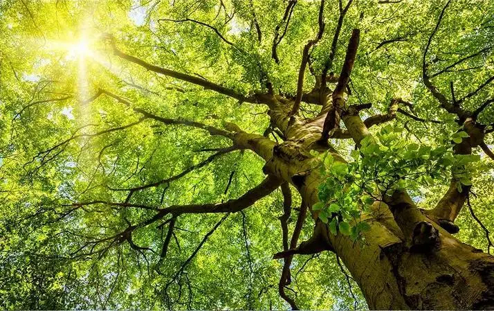 Современные солнечные леса обои 3D для гостиной большое дерево нетканые