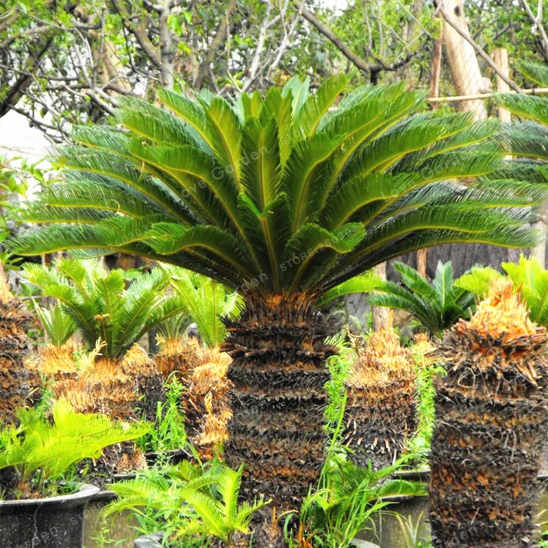 Cycas бонсай в горшках посадка на балконе мешок цветок Cycads дерево для дома сад