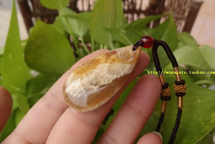 Тайвань природные органические gem коралловые ископаемых дейзи нефрита кулон /