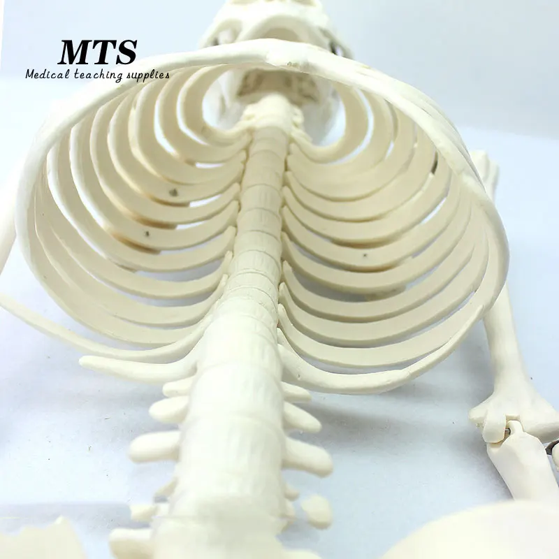MTS 85 см человеческая идентификация 1:1 рандомная обучающая модель bone|Медицинская