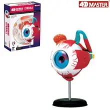 4D модель глаза 32 части анатомическая человека новая 3D структура