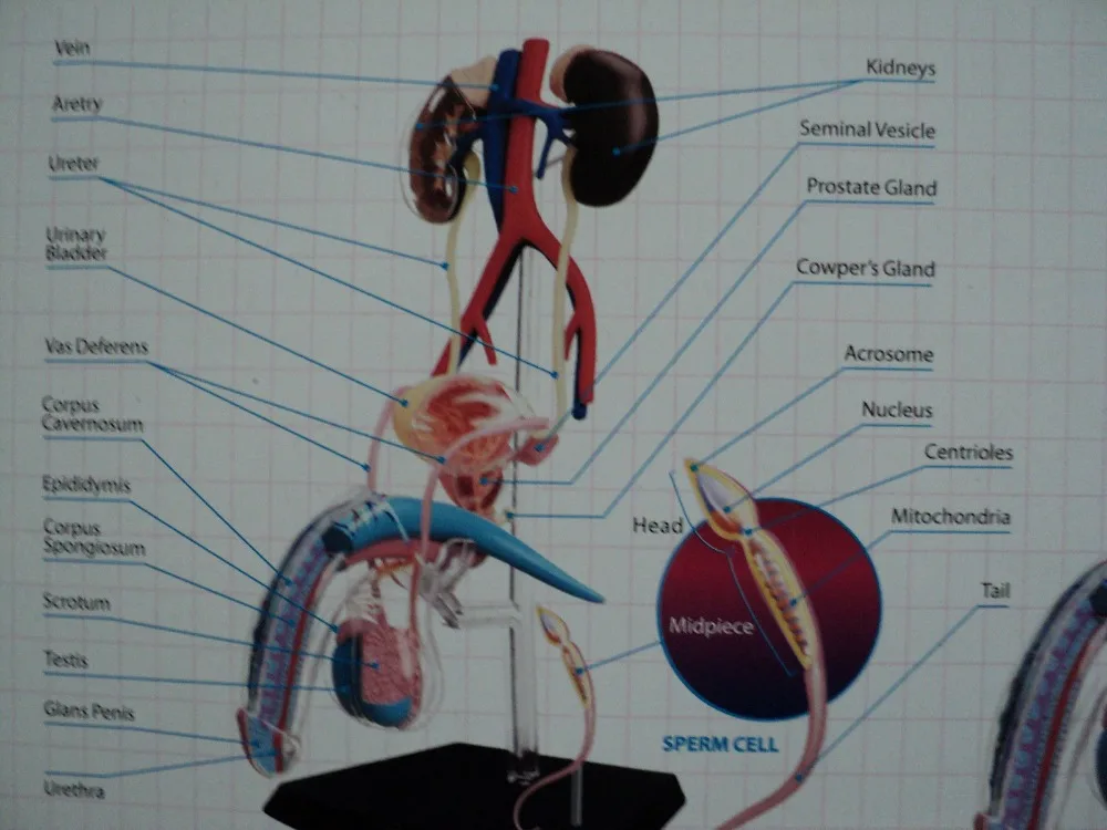 Стоматологическая лаборатория дантист 4D Master человеческий человек Женская