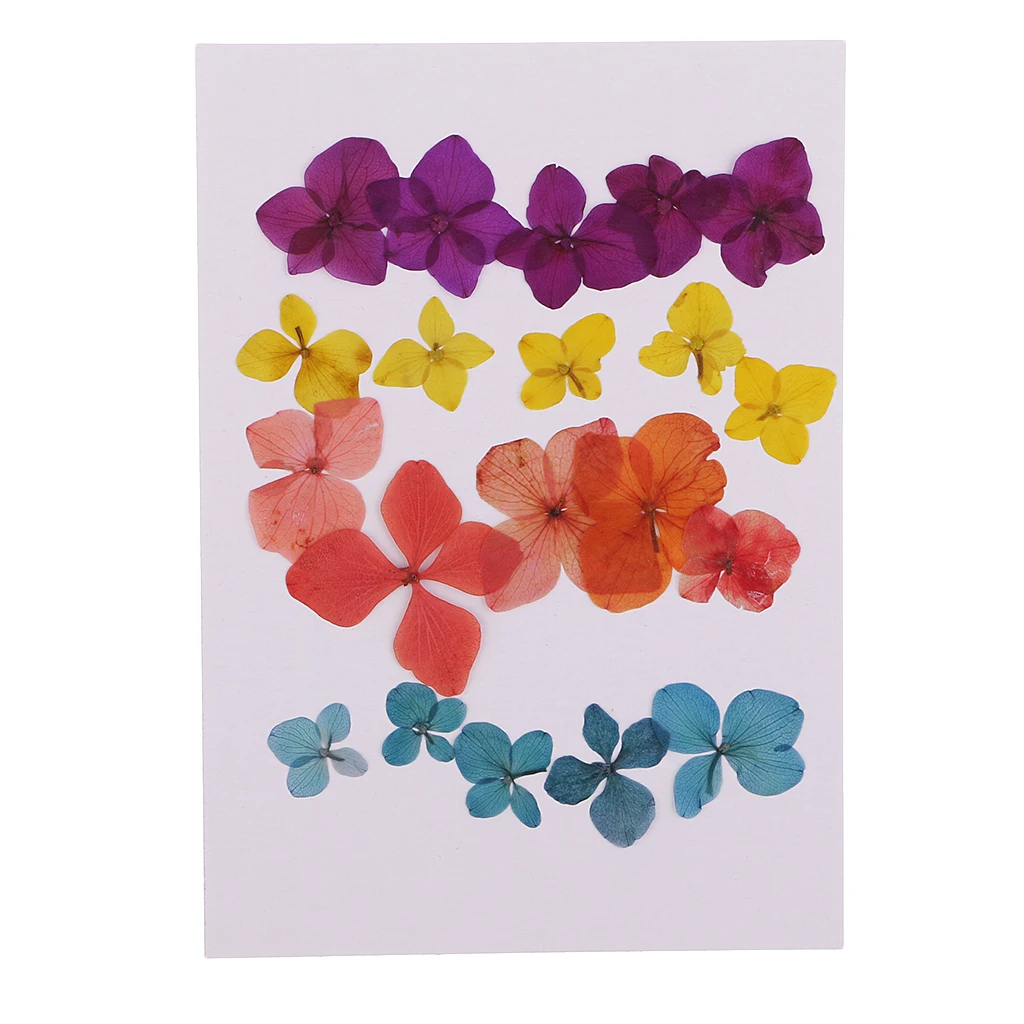 20 штук прессованные натуральные сухие цветы гортензии украшение для DIY чехол