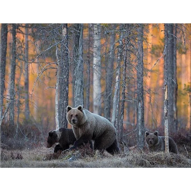 Набор алмазных картин с изображением леса медведя дерева пня 5D