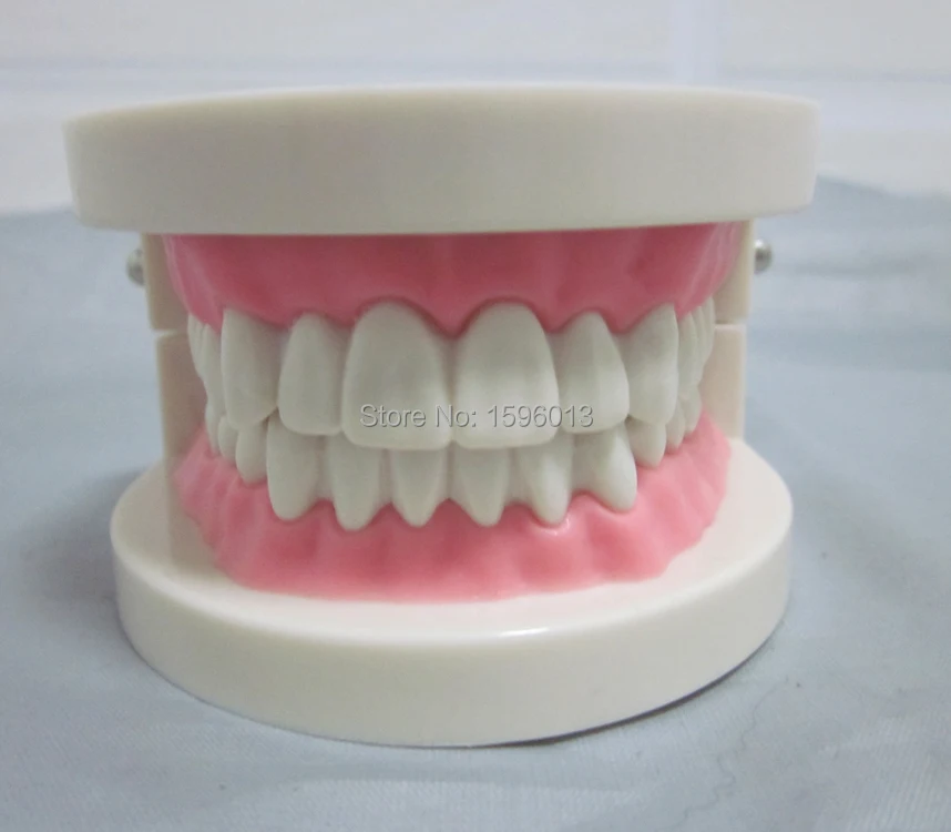 Яркий симулятор ухода за зубами модель зубов | Канцтовары для офиса и дома